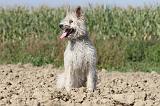 BOUVIER DES ARDENNES 092